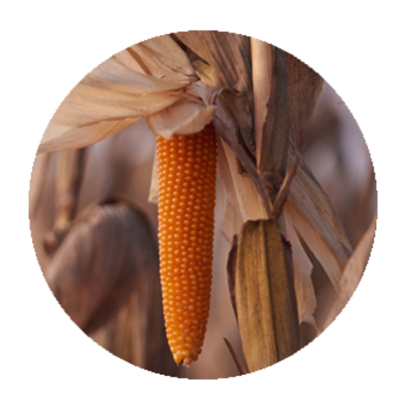 Different Types of Corn